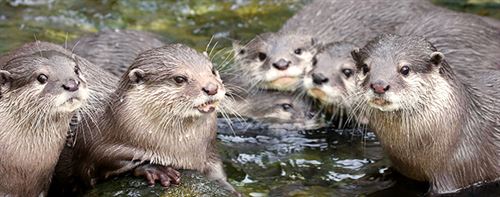 river otters