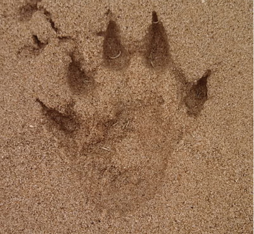 river otter tracks