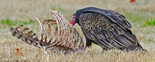 turkey vulture eating carrion