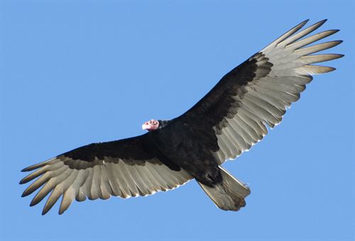 turkey vulture soaring