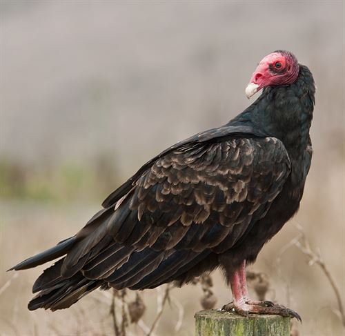 turkey vulture standing