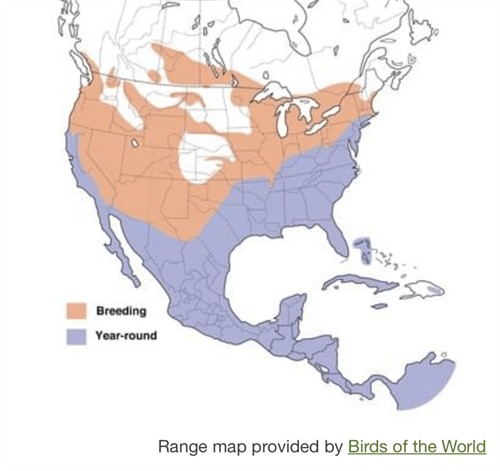 Turkey Vulture Range map