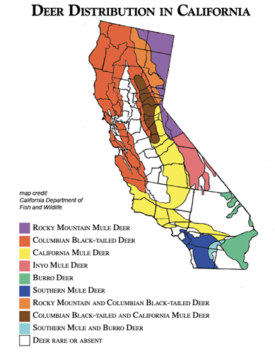 deer distribution in California 