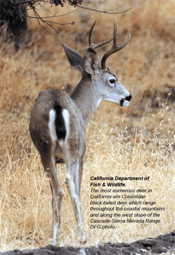 a deer standing in a field