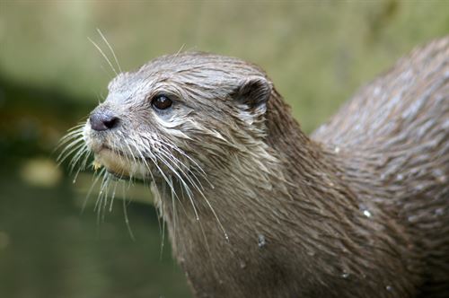 North American River Otter