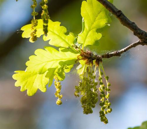 Valley oak catkin