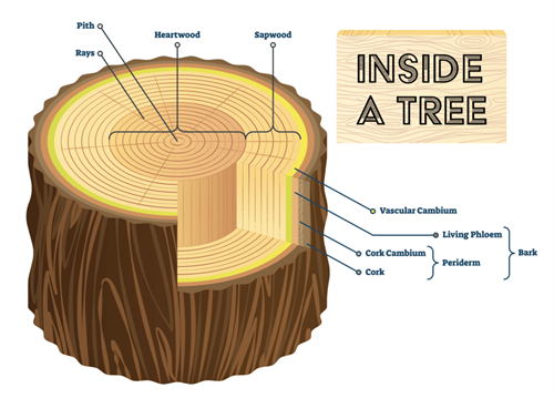 cross section of a tree