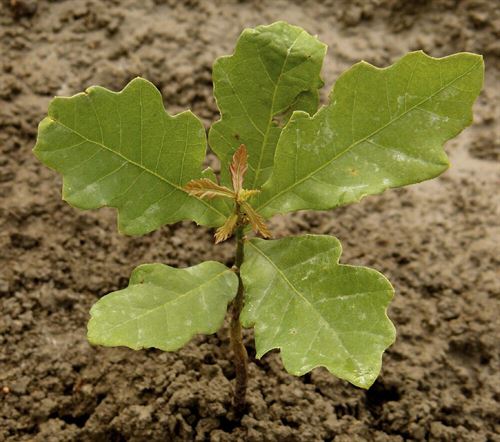 oak seedling