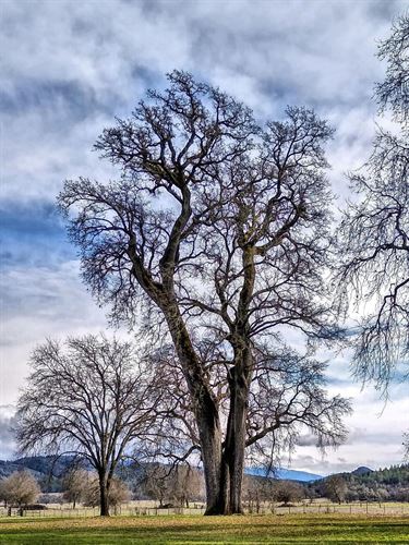 The Henley Oak