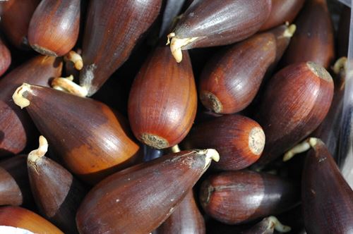 acorns